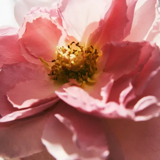 Chloé Eau de Parfum Spray Rose Naturelle Intense von Chloé