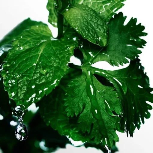 Cool Water Eau de Toilette Spray von Davidoff