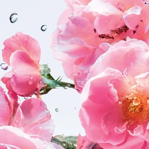 Miss Dior Roller-Pearl Rose N Roses von DIOR