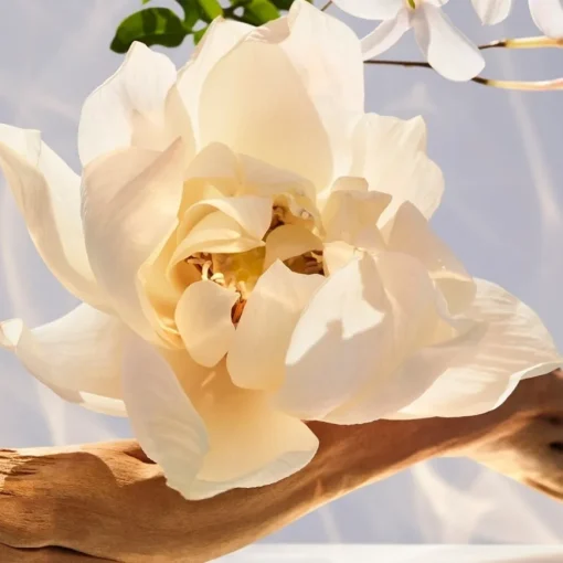 Omnia Eau de Parfum Spray von Bvlgari