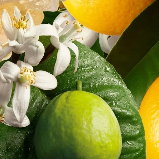 Orange & Bergamot Hand Lotion von Molton Brown