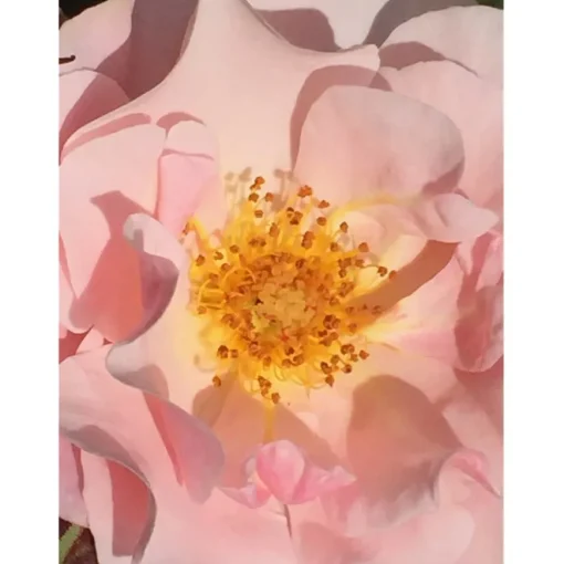 Première Extrait de Parfum POUDRE DÉSIR von Élisire