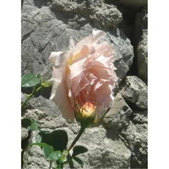 Première Extrait de Parfum POUDRE DÉSIR von Élisire