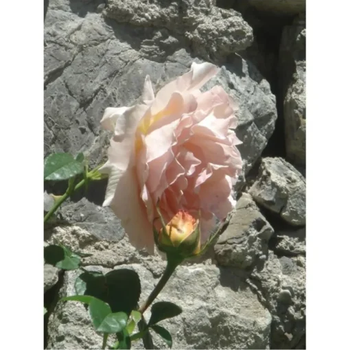 Première Extrait de Parfum POUDRE DÉSIR von Élisire