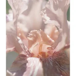 Première Extrait de Parfum POUDRE DÉSIR von Élisire