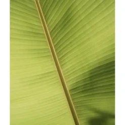 Première Extrait de Parfum EAU PAPAGUÉNA von Élisire