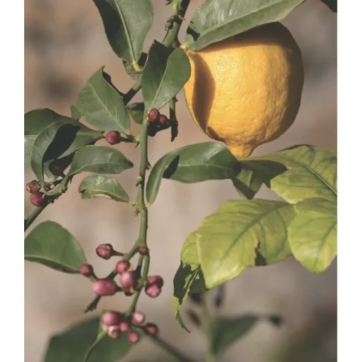 Première Extrait de Parfum EAU PAPAGUÉNA von Élisire