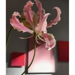 Première Extrait de Parfum ELIXIR_ABSOLU von Élisire