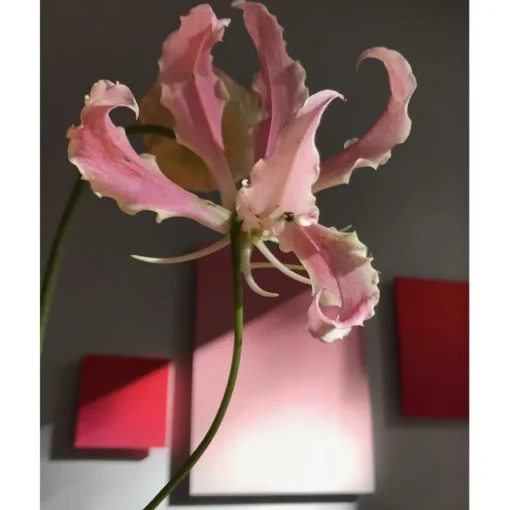 Première Extrait de Parfum ELIXIR_ABSOLU von Élisire