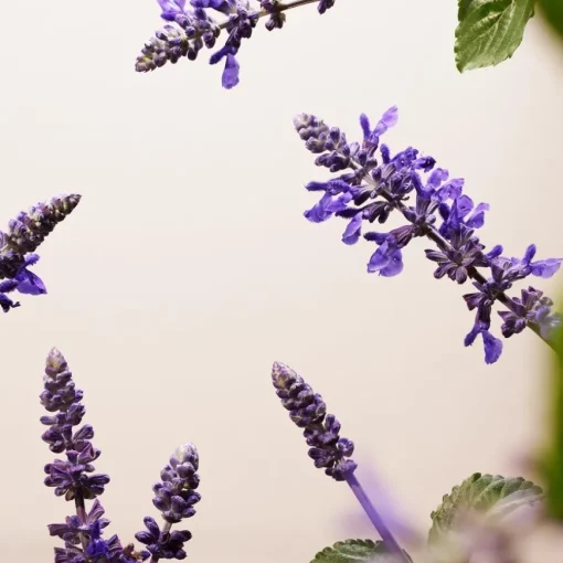 The Ritual Of Namaste Bakuchiol Natural Booster von RITUALS