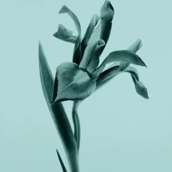 Tiffany Eau de Parfum Body Lotion von Tiffany & Co.