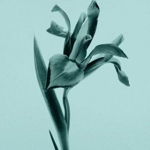 Tiffany Eau de Parfum Body Lotion von Tiffany & Co.