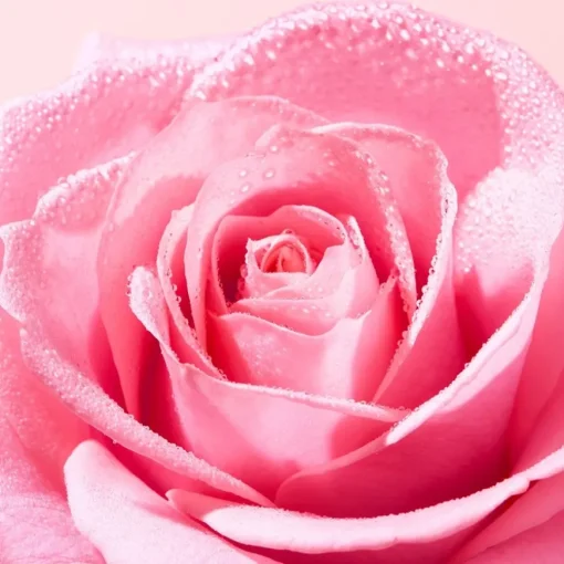 Very Rose Radiance Face Scrub von Nuxe